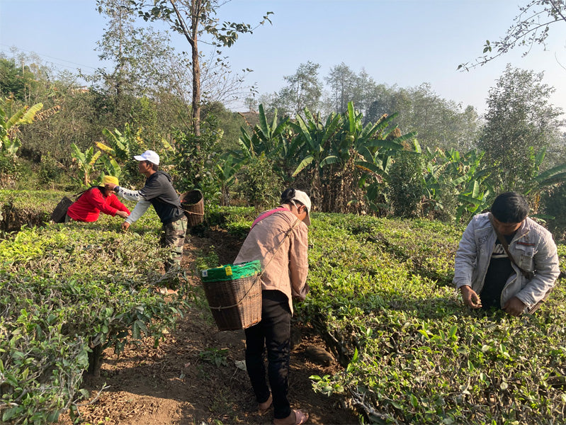 Yunnan Green Tea Garden