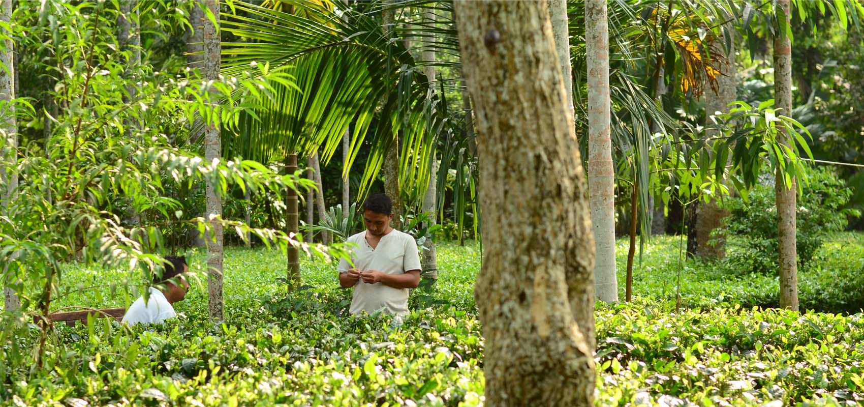 Latumoni Tea Estate